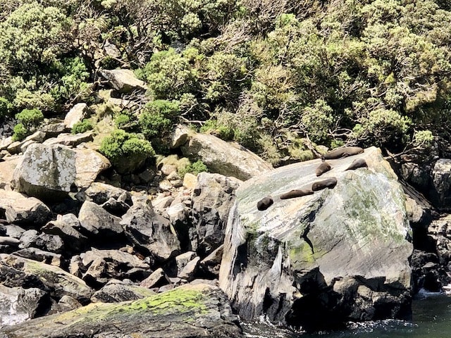 岩の上で日光浴をするアザラシ
